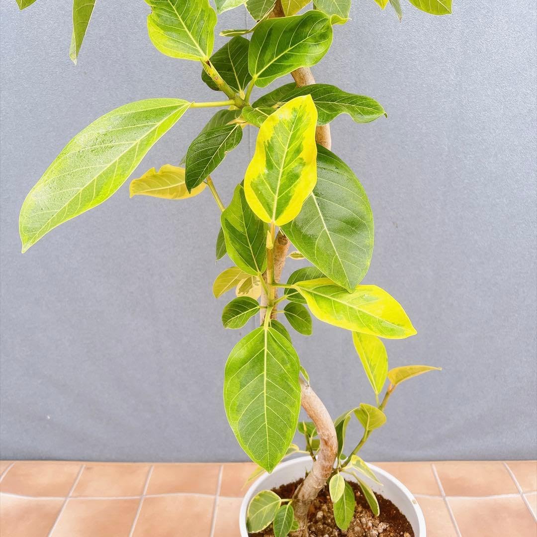 現品　フィカス　ゴムの木　アルテシマ　曲がり　2番　観葉植物　インテリアグリーン Amazon.co.jp: フィカス ゴムの木 アルテシマ 曲がり 観葉植物